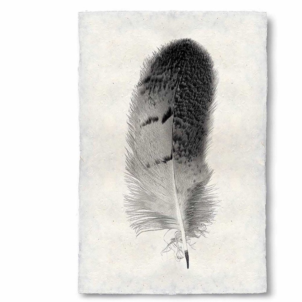 Feather Study Grand Print VII
